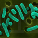 Image for article titled Bioencryption can store almost a million gigabytes of data inside bacteria